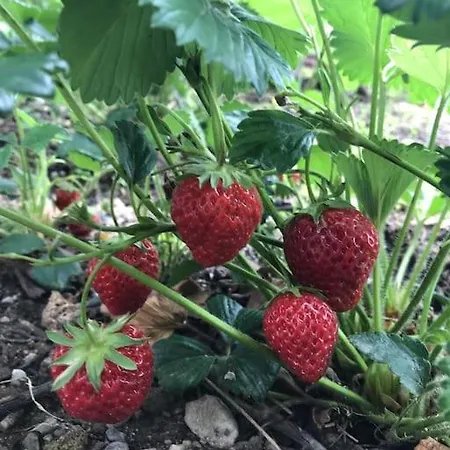 Апартаменты Spacieux Duplex 1 A 6 Personnes